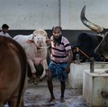Seekor kerbau albino kurban yang diberi nama sesuai nama Presiden AS Donald Trump di Narayanganj, Bangladesh, Rabu (20/5/2026). (REUTERS/Mohammad Ponir Hossain)