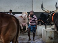Seekor kerbau albino kurban yang diberi nama sesuai nama Presiden AS Donald Trump di Narayanganj, Bangladesh, Rabu (20/5/2026). (REUTERS/Mohammad Ponir Hossain)