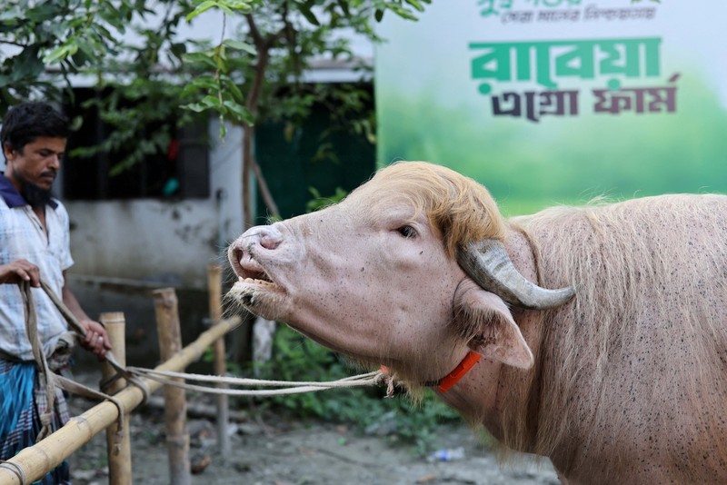 Seekor kerbau albino kurban yang diberi nama sesuai nama Presiden AS Donald Trump di Narayanganj, Bangladesh, Rabu (20/5/2026). (REUTERS/Mohammad Ponir Hossain)