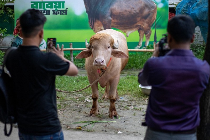 Seekor kerbau albino kurban yang diberi nama sesuai nama Presiden AS Donald Trump di Narayanganj, Bangladesh, Rabu (20/5/2026). (REUTERS/Mohammad Ponir Hossain)