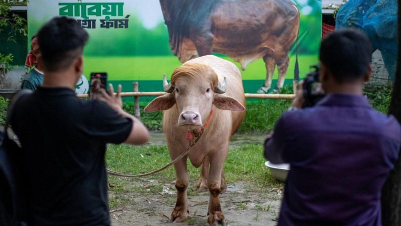 Seekor kerbau albino kurban yang diberi nama sesuai nama Presiden AS Donald Trump di Narayanganj, Bangladesh, Rabu (20/5/2026). (AFP/SALAHUDDIN AHMED)