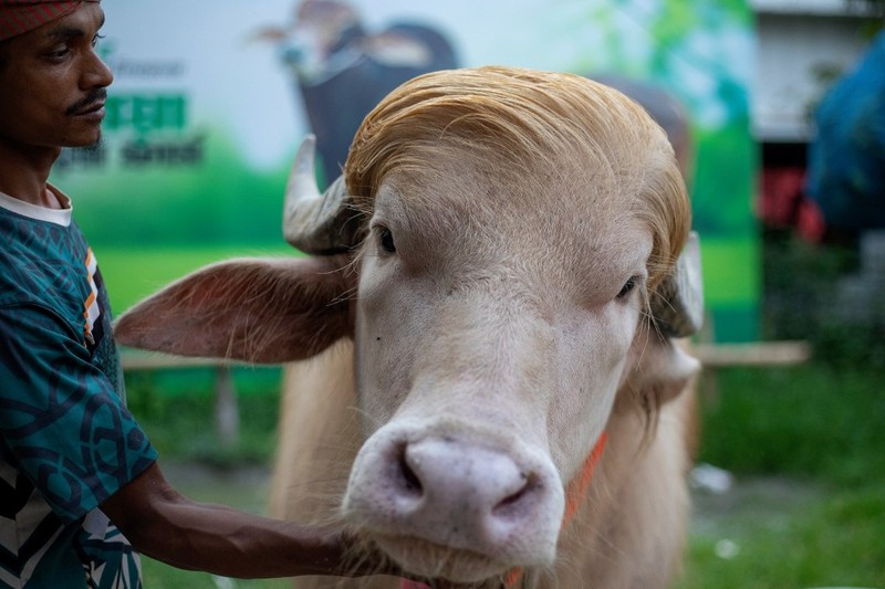 Seekor kerbau albino kurban yang diberi nama sesuai nama Presiden AS Donald Trump di Narayanganj, Bangladesh, Rabu (20/5/2026). (REUTERS/Mohammad Ponir Hossain)