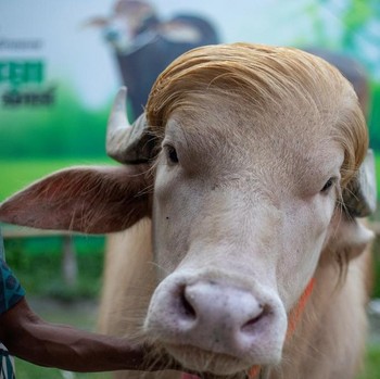 Seekor kerbau albino kurban yang diberi nama sesuai nama Presiden AS Donald Trump di Narayanganj, Bangladesh, Rabu (20/5/2026). (AFP/SALAHUDDIN AHMED)