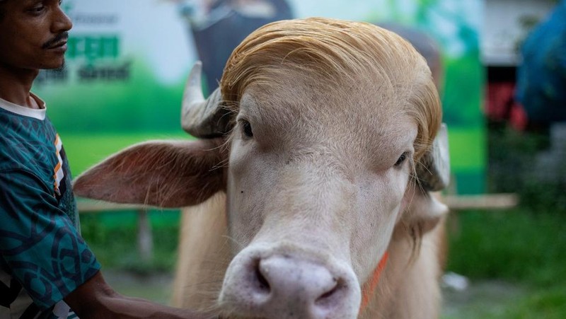 Seekor kerbau albino kurban yang diberi nama sesuai nama Presiden AS Donald Trump di Narayanganj, Bangladesh, Rabu (20/5/2026). (AFP/SALAHUDDIN AHMED)
