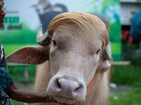Seekor kerbau albino kurban yang diberi nama sesuai nama Presiden AS Donald Trump di Narayanganj, Bangladesh, Rabu (20/5/2026). (AFP/SALAHUDDIN AHMED)