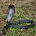 Ilustrasi ular kobra penyembur di Afrika. (Istimewa)