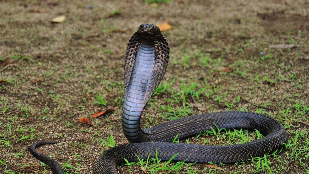 Waspada! 4 Tanaman Ini Bisa Bikin Ular Betah di Pekarangan Rumah