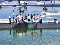 Panen Raya Udang di Tambak Budidaya Udang Berbasis Kawasan, Kebumen, 23 Mei 2026. (Tangkapan layar youtube Setpres RI)