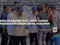 Presiden Prabowo Ikut Tarik Jaring Saat  Panen Raya Udang di Kebumen