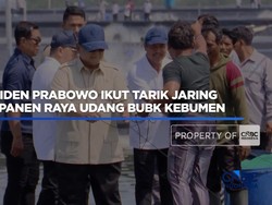 Presiden Prabowo Ikut Tarik Jaring Saat  Panen Raya Udang di Kebumen
