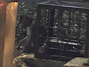 Viral Monyet Dirantai di Pinggir Jalan Margonda Depok, Damkar Cek