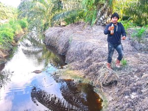Tambak di Bulungan Gagal Panen, Uji Lab Mandiri Temukan Amonia di Atas Batas