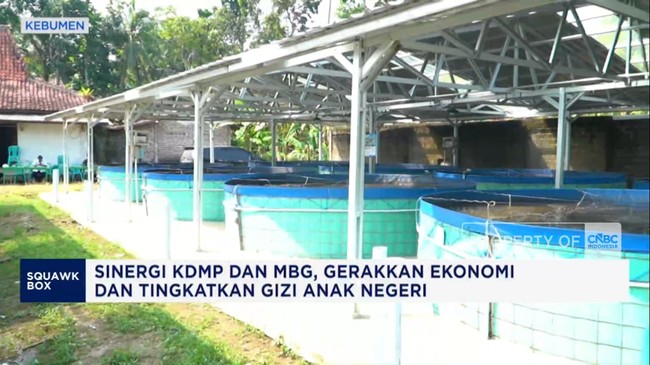 Video: KDMP Sidomukti Pasok Ikan Nila ke Dapur MBG di Kebumen