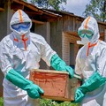 Para pekerja Palang Merah yang mengenakan alat pelindung diri (APD) membawa peti mati berisi jenazah seorang anak yang meninggal karena Ebola, sementara lembaga-lembaga bantuan meningkatkan upaya untuk menahan wabah Ebola baru yang melibatkan strain