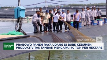 Prabowo Panen Raya Udang di BUBK Kebumen