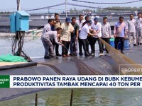 Prabowo Panen Raya Udang di BUBK Kebumen