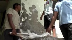 Video Panas Ekstrem di India Bikin Warga-Kambing Masuk RS
