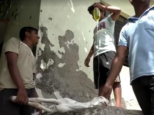 Video Panas Ekstrem di India Bikin Warga-Kambing Masuk RS