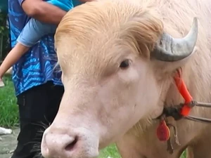 Tak Jadi Disembelih, Kerbau Albino Donald Trump Akhirnya Masuk Kebun Binatang