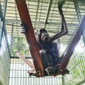 Kondisi induk orang utan yang viral melintas jalan hauling dan sudah dievakuasi pada 2023/Foto: Istimewa (dok BKSDA Kaltim)