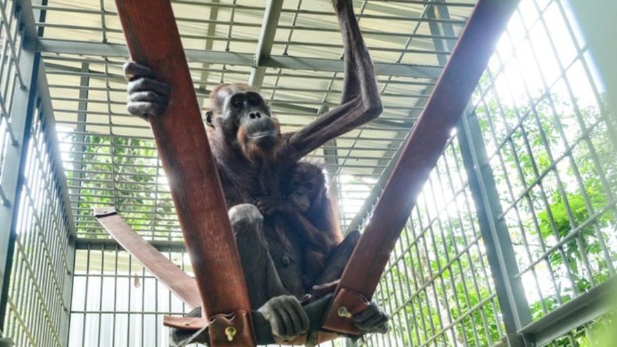 Kondisi induk orang utan yang viral melintas jalan hauling dan sudah dievakuasi pada 2023/Foto: Istimewa (dok BKSDA Kaltim)