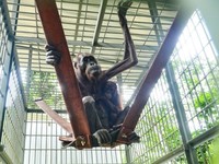 Kondisi induk orang utan yang viral melintas jalan hauling dan sudah dievakuasi pada 2023/Foto: Istimewa (dok BKSDA Kaltim)