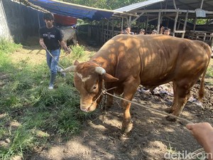 Sapi Kurban Presiden Prabowo Seberat 833 Kg di Parepare dari Peternak Bone