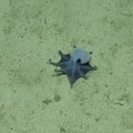 Spesies Gurita baru hampir 1.800 meter (5.900 kaki). (Dok: Charles darwin foundation)
