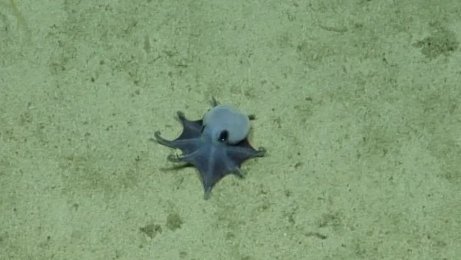Spesies Gurita baru hampir 1.800 meter (5.900 kaki). (Dok: Charles darwin foundation)
