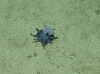 Spesies Gurita baru hampir 1.800 meter (5.900 kaki). (Dok: Charles darwin foundation)