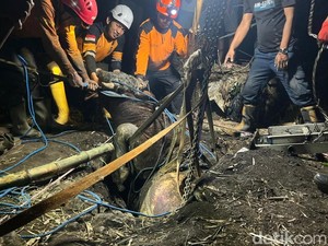 Sapi Kurban Nyemplung Septic Tank di Mojokerto, Evakuasi Dramatis 3 Jam