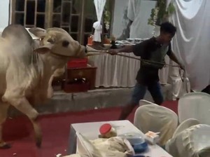 Tamu Undangan Kocar-kacir saat Sapi Kurban Masuk Tenda Hajatan