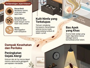Infografis: Begini Tanda-tanda Ada Kecoa di Dalam Rumah