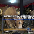 Ini Penampakan Sapi Kurban Prabowo-Gibran di Masjid Istiqlal