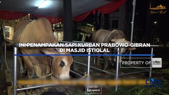Ini Penampakan Sapi Kurban Prabowo-Gibran di Masjid Istiqlal