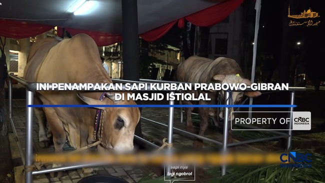 Ini Penampakan Sapi Kurban Prabowo-Gibran di Masjid Istiqlal
