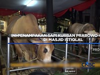 Ini Penampakan Sapi Kurban Prabowo-Gibran di Masjid Istiqlal