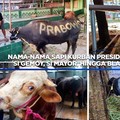 Nama-Nama Sapi Kurban Prabowo: Si Gemoy Hingga Si Mayor