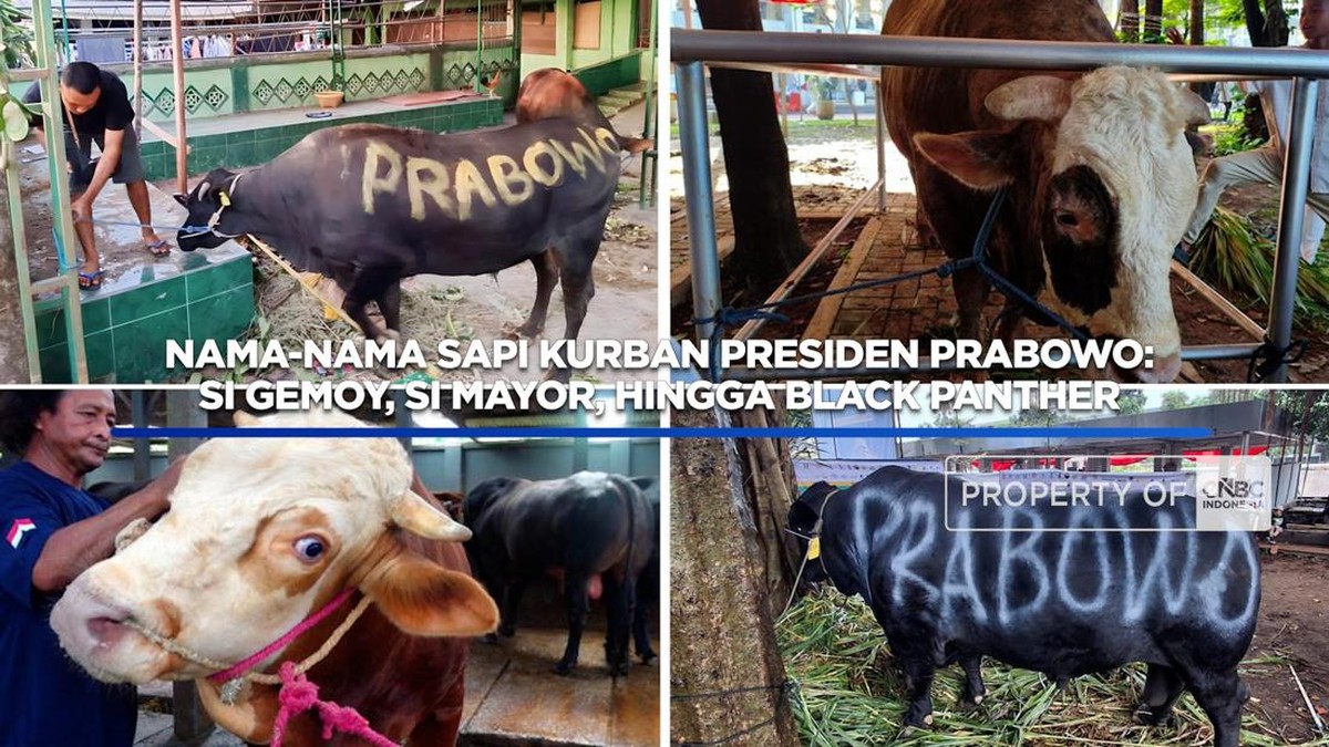 Video: Nama-Nama Sapi Kurban Prabowo: Si Gemoy Hingga Si Mayor