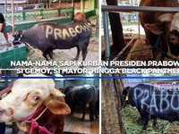 Nama-Nama Sapi Kurban Prabowo: Si Gemoy Hingga Si Mayor