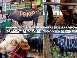 Nama-Nama Sapi Kurban Prabowo: Si Gemoy Hingga Si Mayor