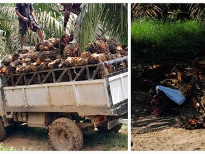 Harga Sawit Turun 2 Pekan Terakhir, Petani Muratara Keluhkan Pupuk Mahal