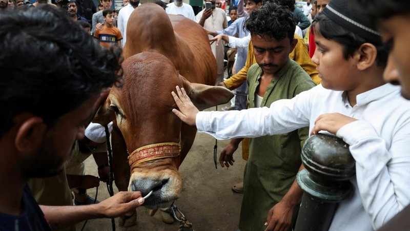 Seorang anak laki-laki menyentuh seekor sapi kurban sebelum disembelih saat perayaan Iduladha di Karachi, Pakistan, Rabu (27/5/2026). (REUTERS/Akhtar Soomro)