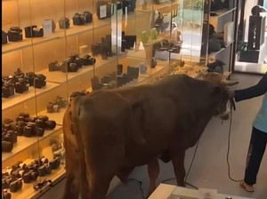 Sapi Kurban Lepas Masuk Toko Kamera di Bogor, Pegawai dan Pembeli Panik