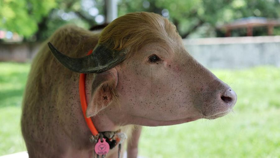 An albino buffalo nicknamed after U.S. President Donald Trump that recently went viral and was spared from sacrifice ahead of Eid al-Adha, after being moved to the Bangladesh National Zoo for public display, in Dhaka, Bangladesh, May 28, 2026. REUTER