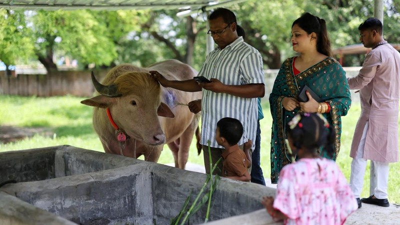 BANGLADESH-EID/BUFFALO