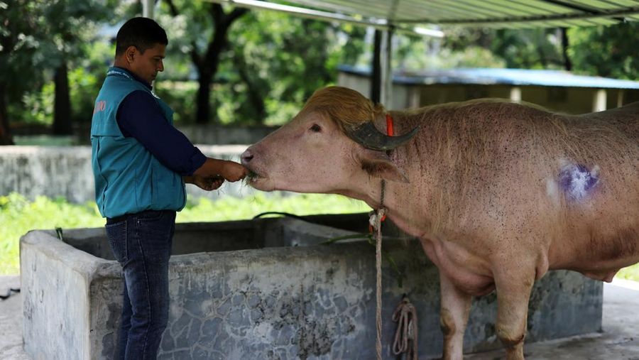 BANGLADESH-EID/BUFFALO