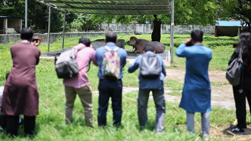 Visual journalists record an albino buffalo nicknamed after U.S. President Donald Trump, that recently went viral and was spared from sacrifice ahead of Eid al-Adha, after it was moved to the Bangladesh National Zoo for public display, in Dhaka, Bang