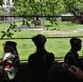 Visitors gather to see an albino buffalo nicknamed after U.S. President Donald Trump, that recently went viral and was spared from sacrifice ahead of Eid al-Adha, after it was moved to the Bangladesh National Zoo for public display, in Dhaka, Banglad