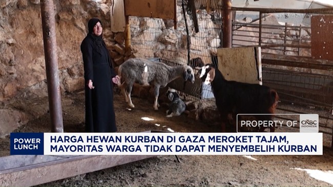 Video: Harga Hewan Kurban di Gaza Meroket Tajam